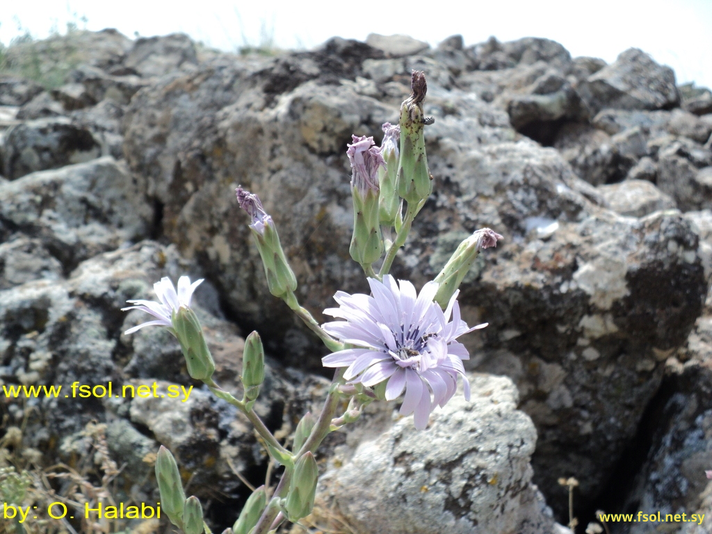 Lactuca tuberosa Jacq